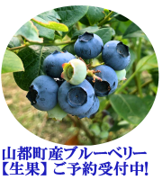 山都町産ブルーべり－生果、ご予約受付中！